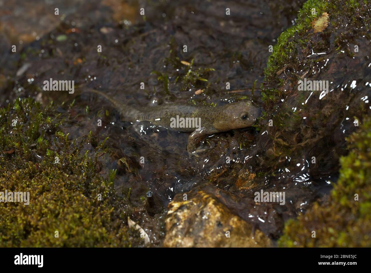 Alpine stream salamander (Batrachuperus tibetanus) in stream, Jiuzhaigou National Nature Reserve, Sichuan Province, China,   August. Stock Photo
