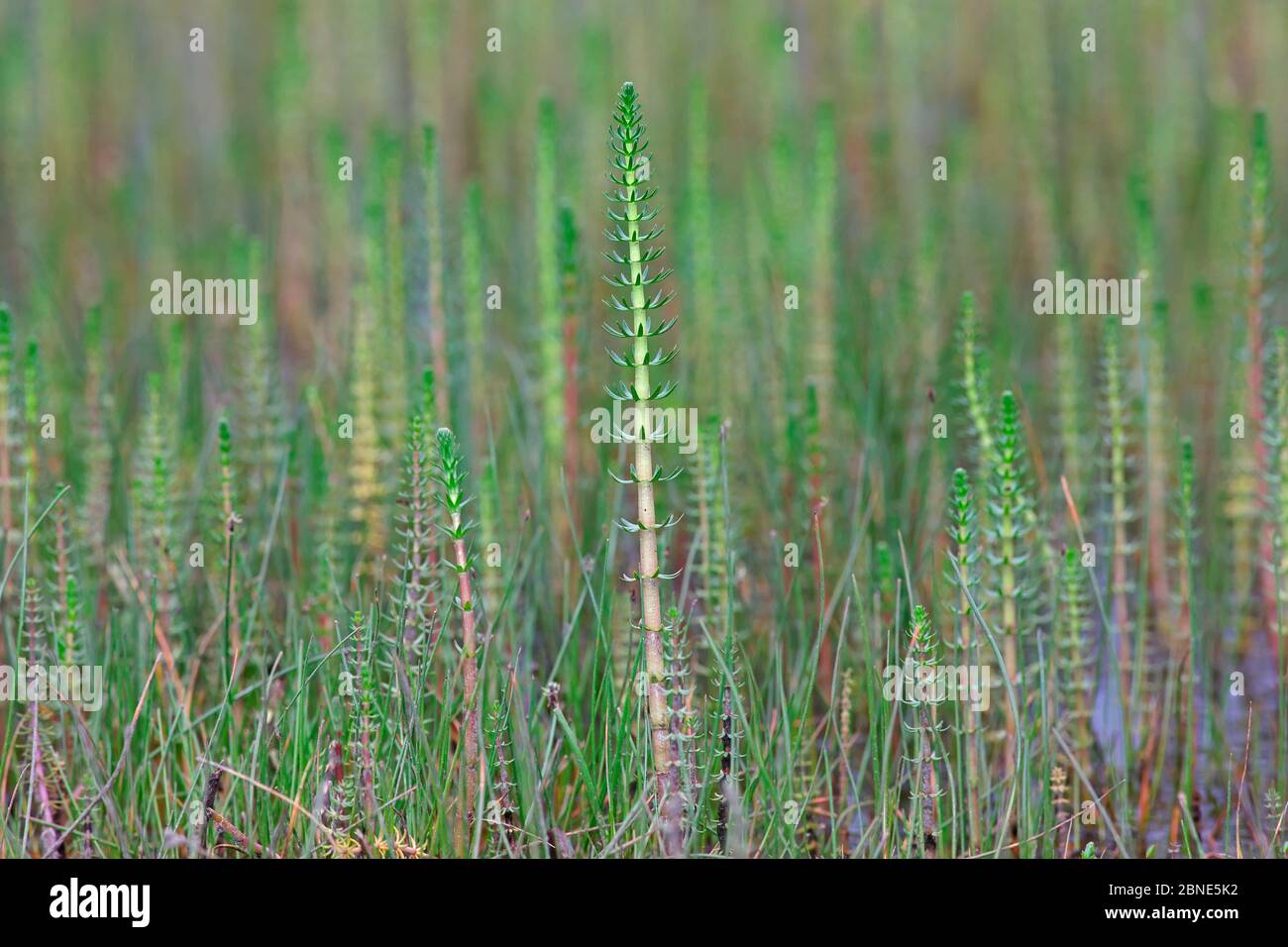 Common mare's tail (Hippuris vulgaris) Basongcuo National Park, Qinghai-Tibet Plateau, Tibet,    July. Stock Photo