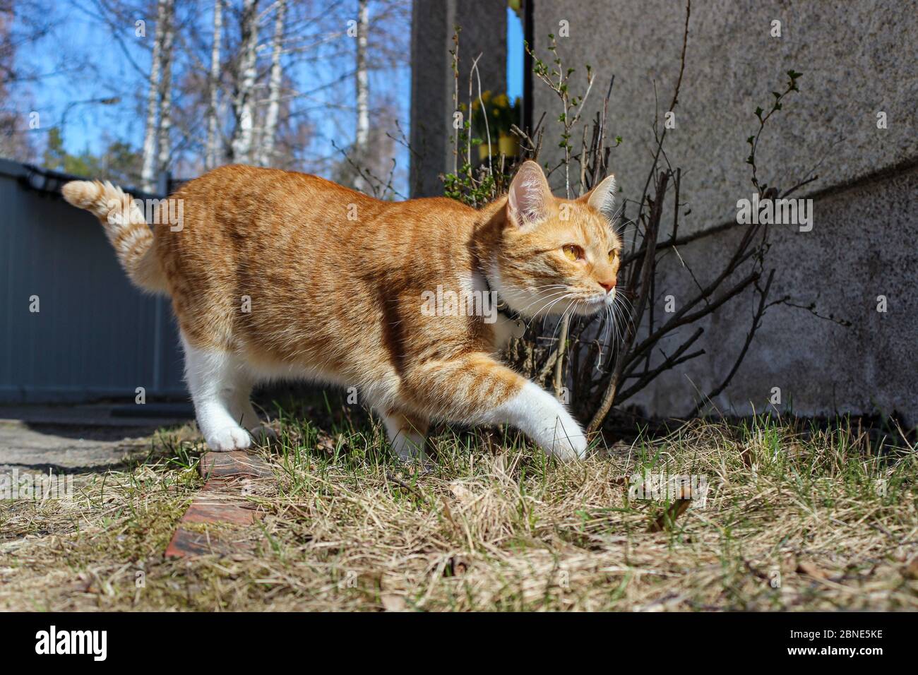 Domestic indoor cat moving timidly outside the house Stock Photo