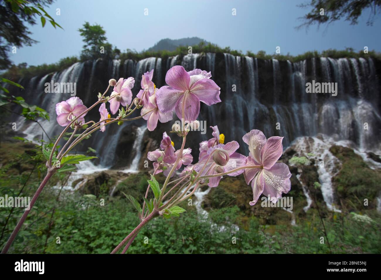 Grapeleaf anemone (Anemone vitifolia) in front of waterfall, Jiuzhaigou National Nature Reserve, Sichuan Province, China,. Stock Photo
