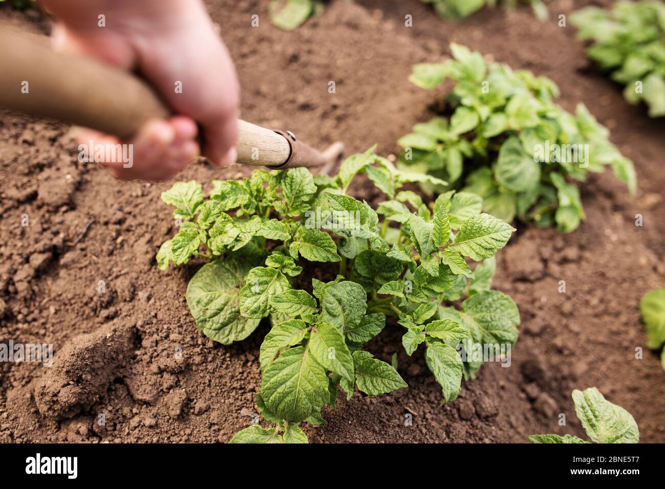 Hands holding tool for hilling potatoes. Growing potatoes in the little