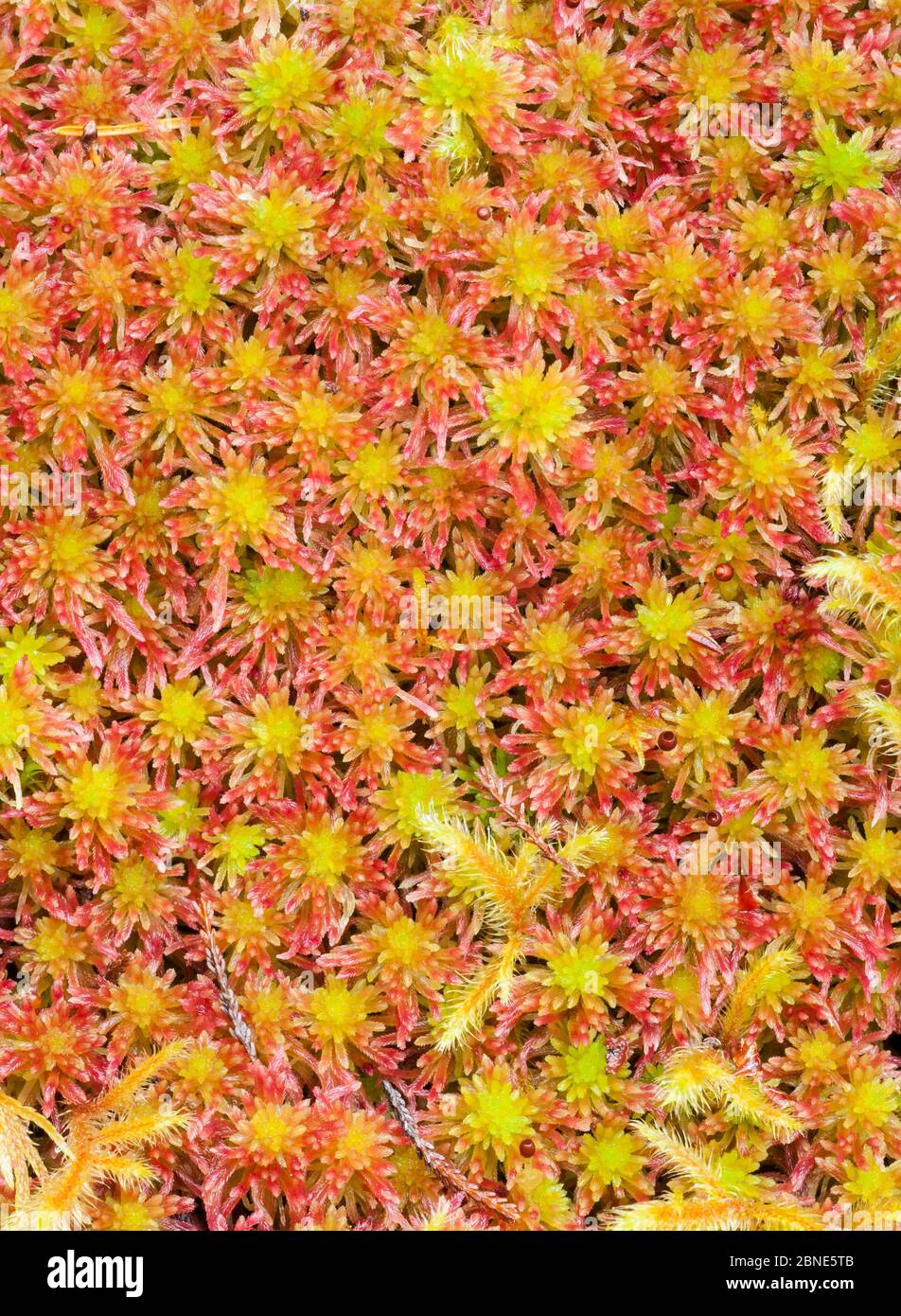 Sphagnum sp moss, Beinn Eighe, Scotland, UK, September. Stock Photo