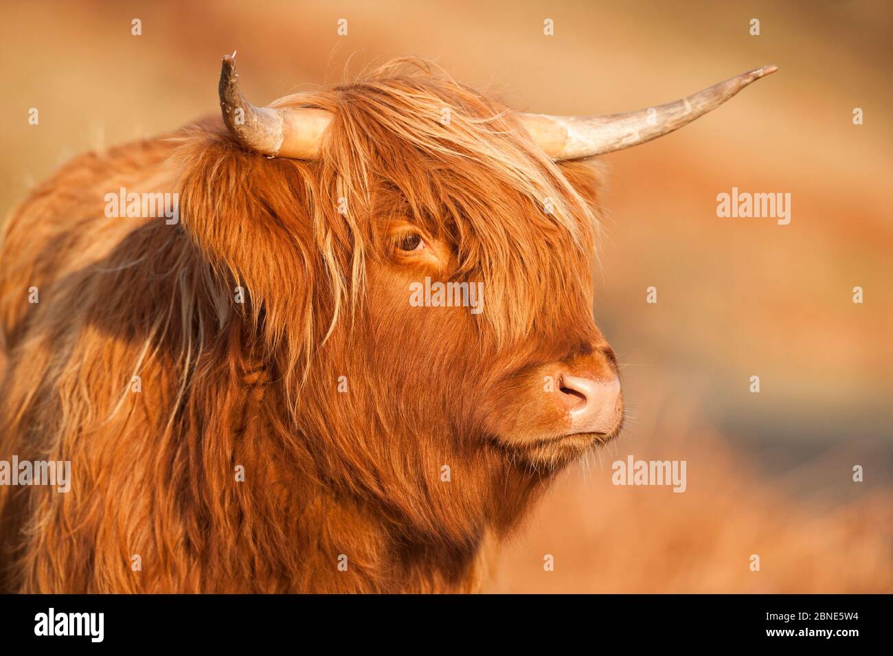 Highland cow portrait, Mull, Scotland, UK, January. Stock Photo