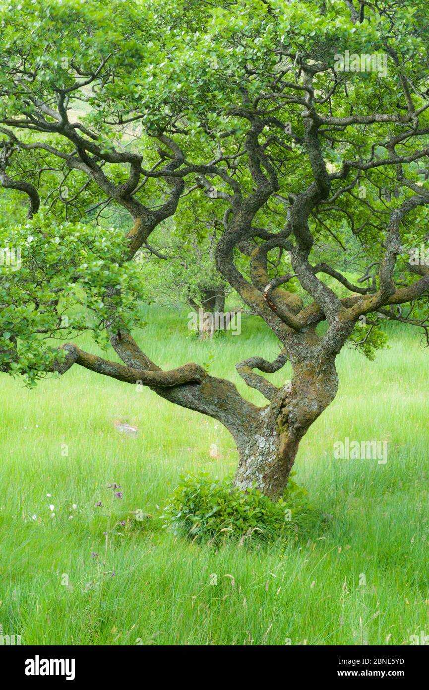 Alder tree (Alnus glutinosa) in Upper Glen Finglas, West Dumbartonshire, Scotland, UK, July. Stock Photo