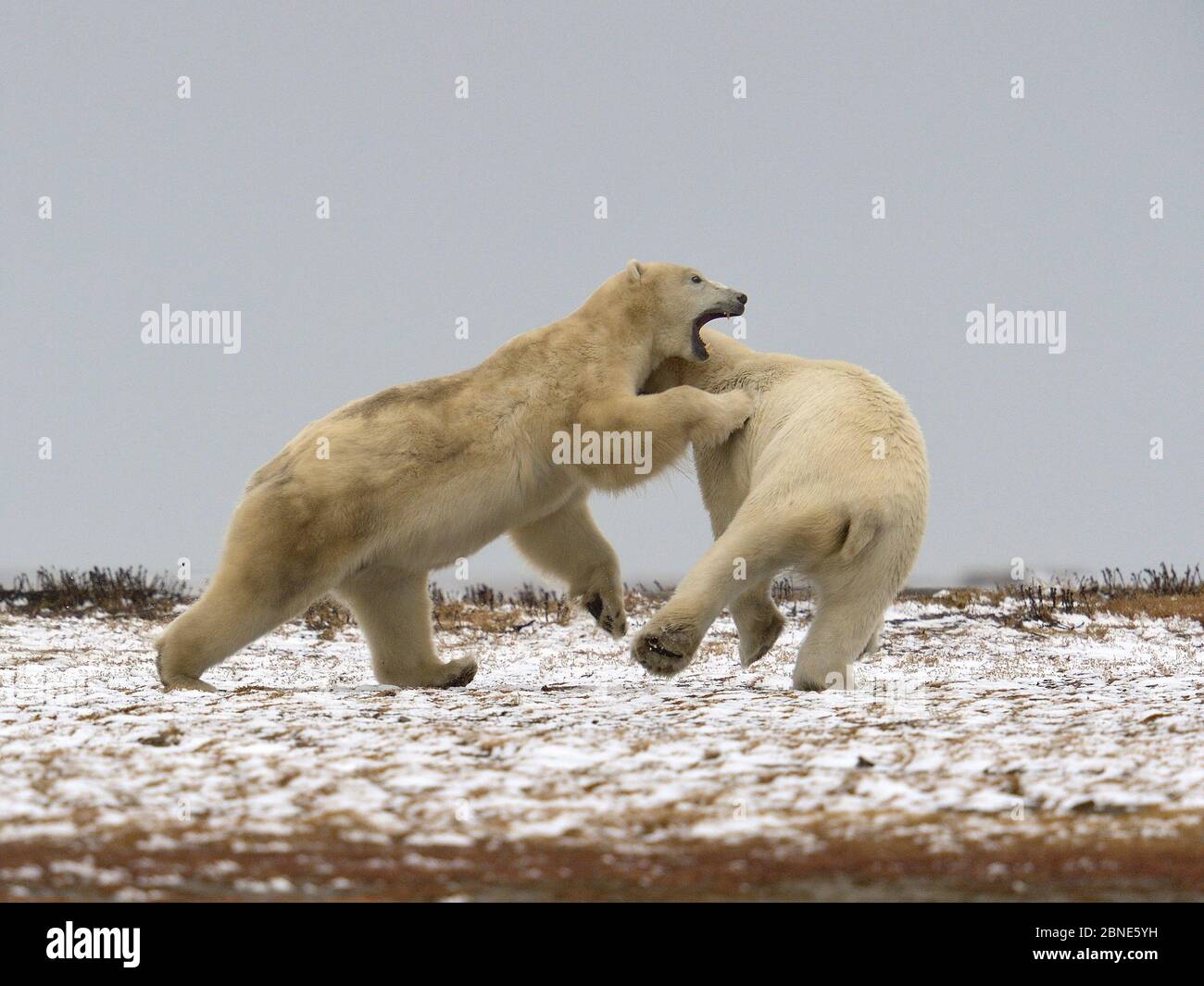 Polar bears (Ursus maritimus) fighting, Kaktovik, Alaska, USA, September. Stock Photo
