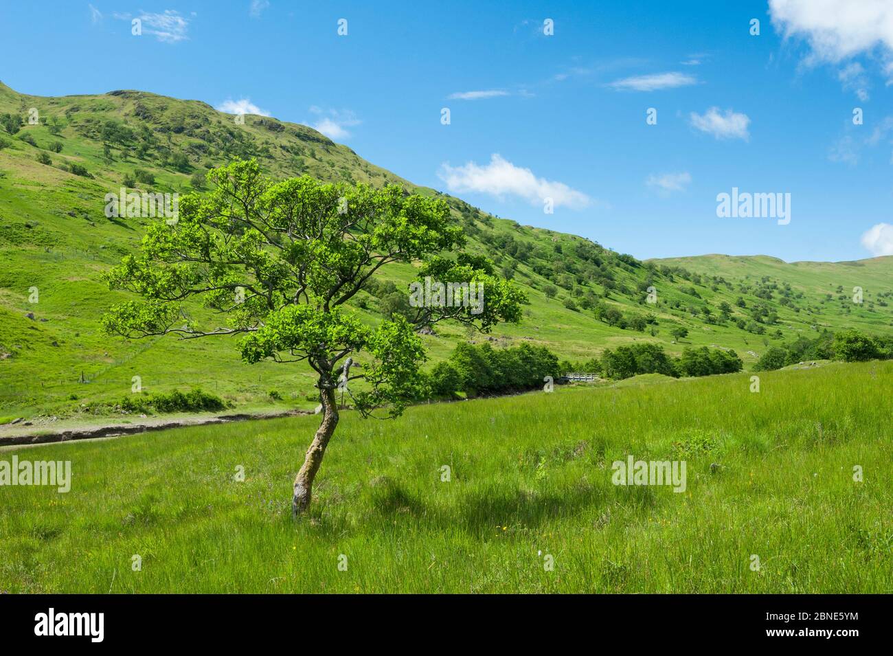 Alder trees (Alnus glutinosa) in Glen Finglas, West Dumbartonshire, Scotland, UK, July. Stock Photo