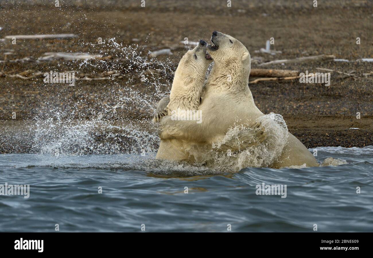 Polar bears (Ursus maritimus) fighting in water, Kaktovik, Alaska, USA, September. Stock Photo