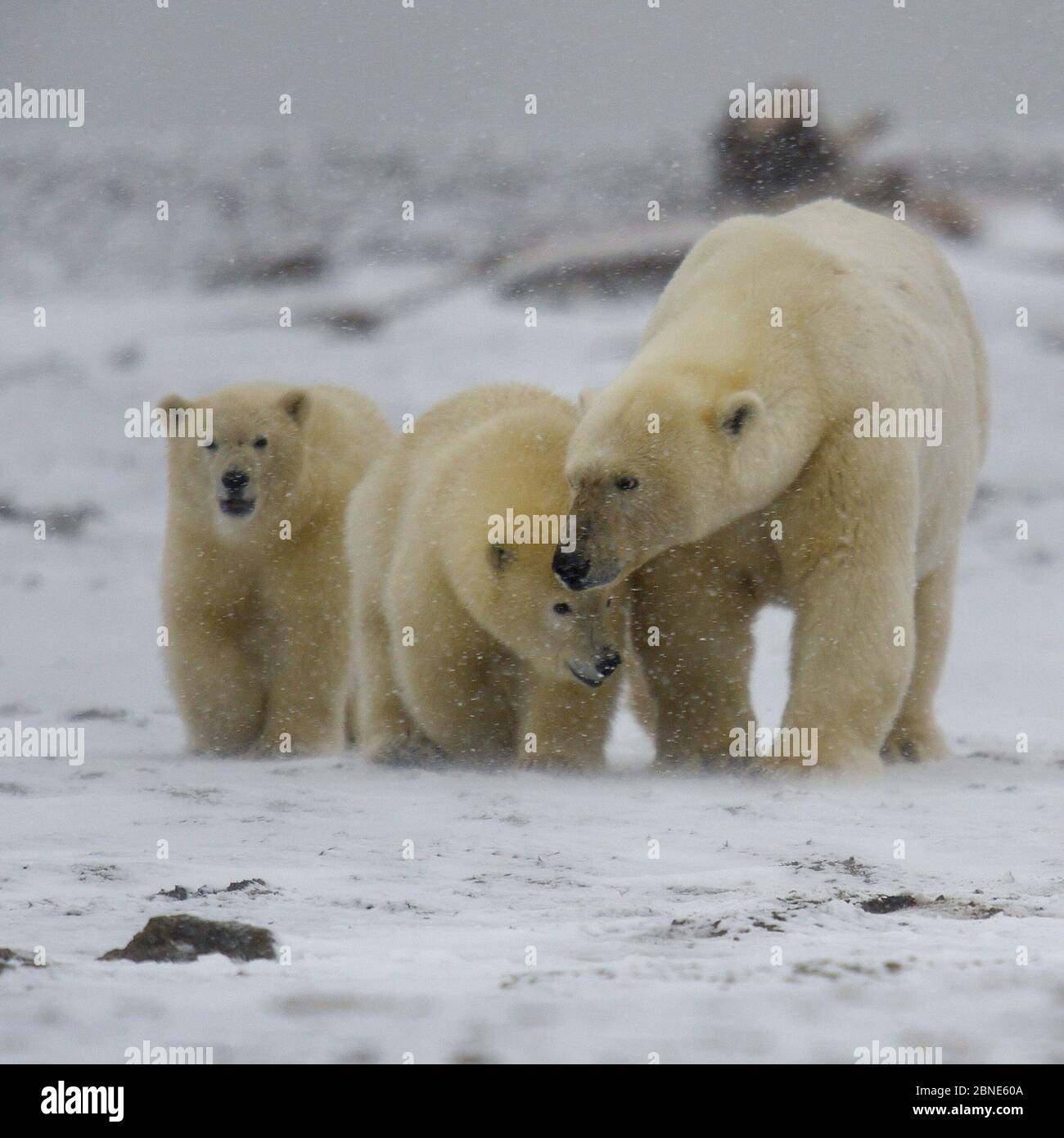 Polar Bear (Ursus maritimus) mother with cubs, Kaktovik, Alaska, USA, September. Stock Photo