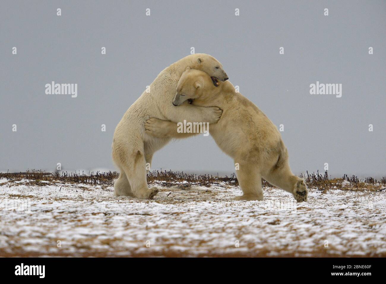 polar-bears-ursus-maritimus-fighting-kaktovik-alaska-usa