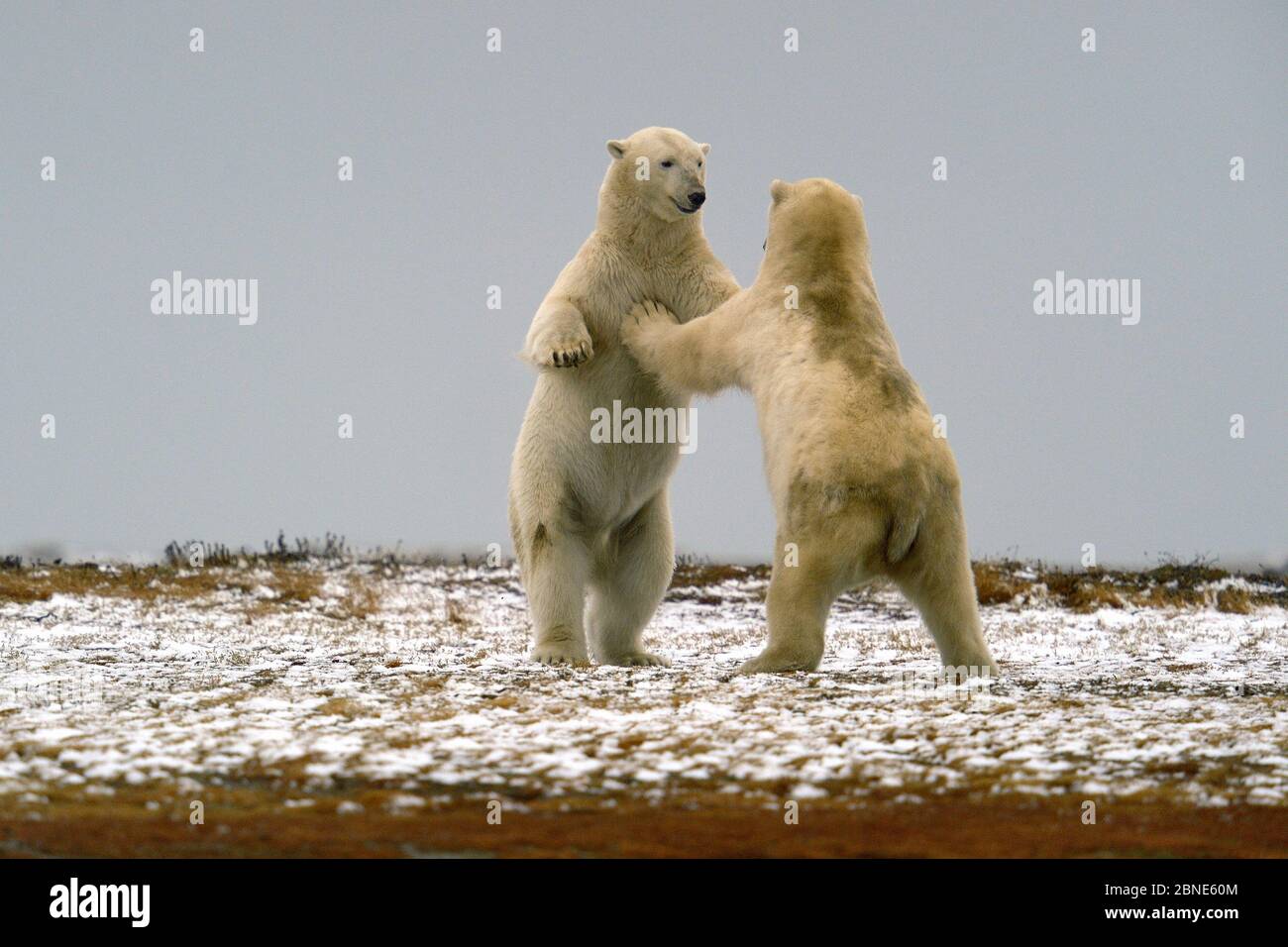Polar bears (Ursus maritimus) fighting, Kaktovik, Alaska, USA, September. Stock Photo