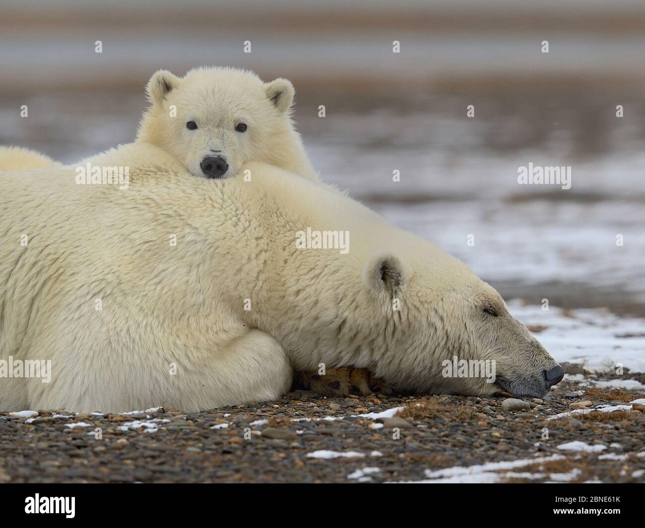 Polar Bear (Ursus maritimus) mother resting with cub, Kaktovik, Alaska, USA, September. Stock Photo