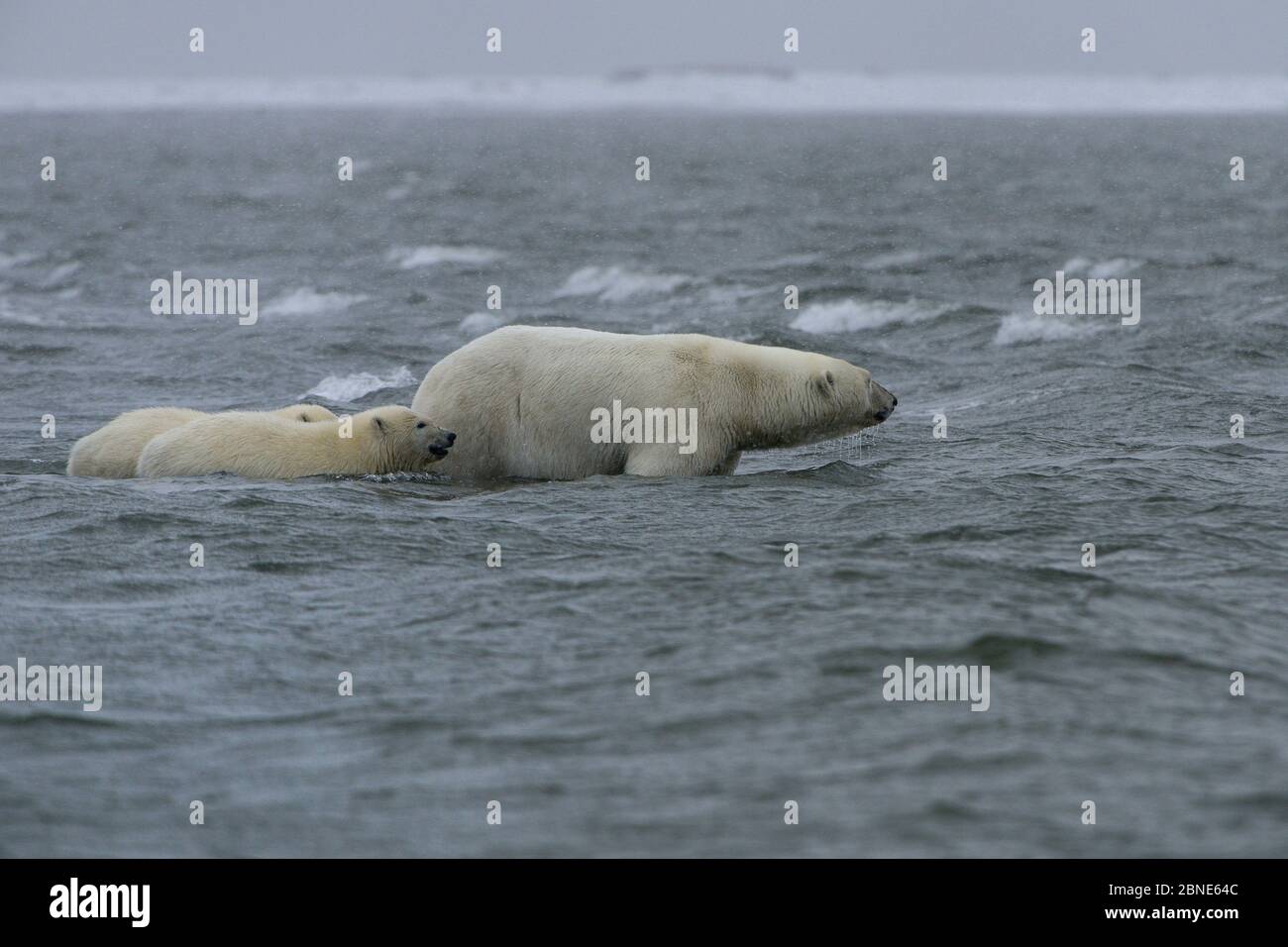 Polar Bear (Ursus maritimus) mother and juvenile swimming, Kaktovik, Alaska, USA, September. Stock Photo