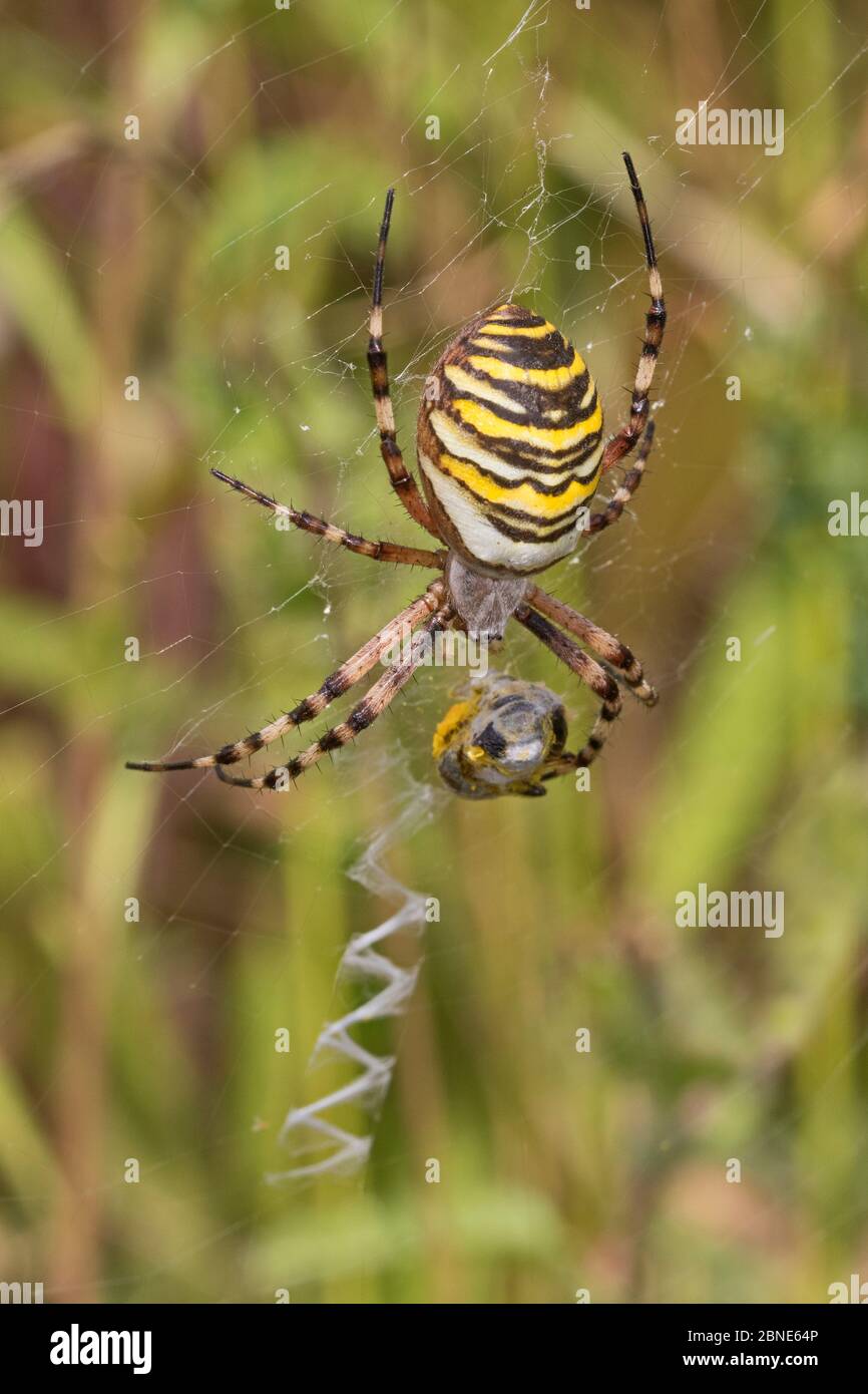 Female Wasp Spider (Argiope bruennichi)  With prey,  and showing stabilimentum   Sutcliffe Park Nature Reserve, London., Eltham, London, UK.  August Stock Photo