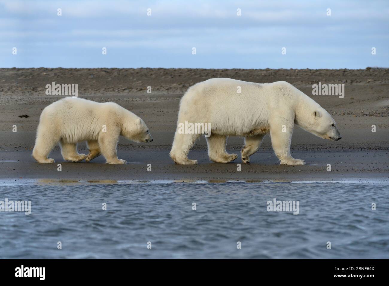 Polar Bear (Ursus maritimus) mother and juveniles walking along beach, Kaktovik, Alaska, USA, September. Stock Photo