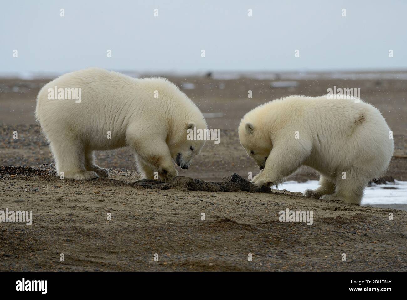 Polar Bear (Ursus maritimus) juveniles feeding on whale carcass, Kaktovik, Alaska, USA, September. Stock Photo