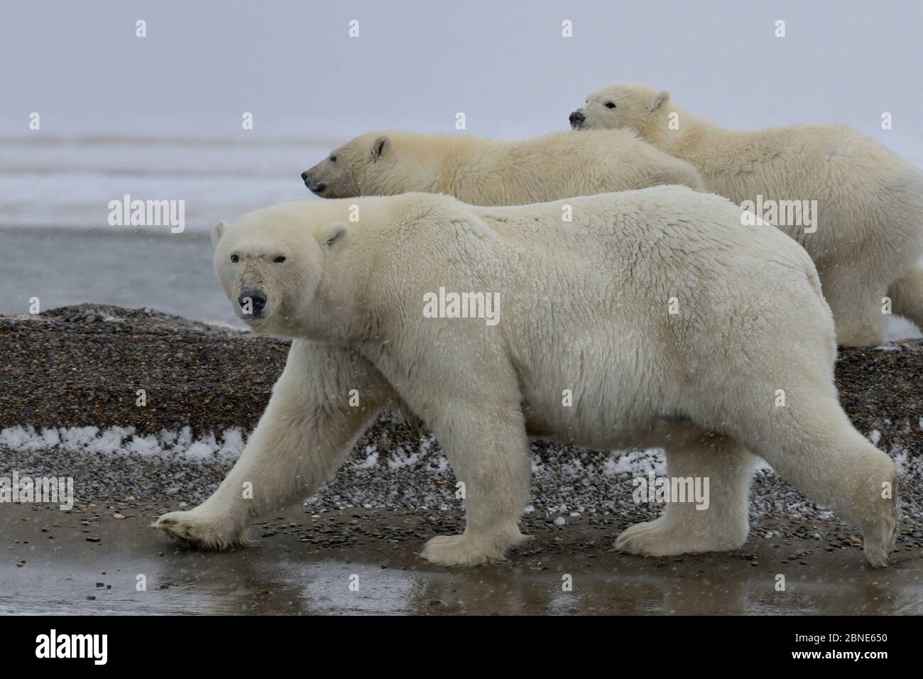 Polar Bear (Ursus maritimus) mother and juveniles on shore, Kaktovik, Alaska, USA, September. Stock Photo