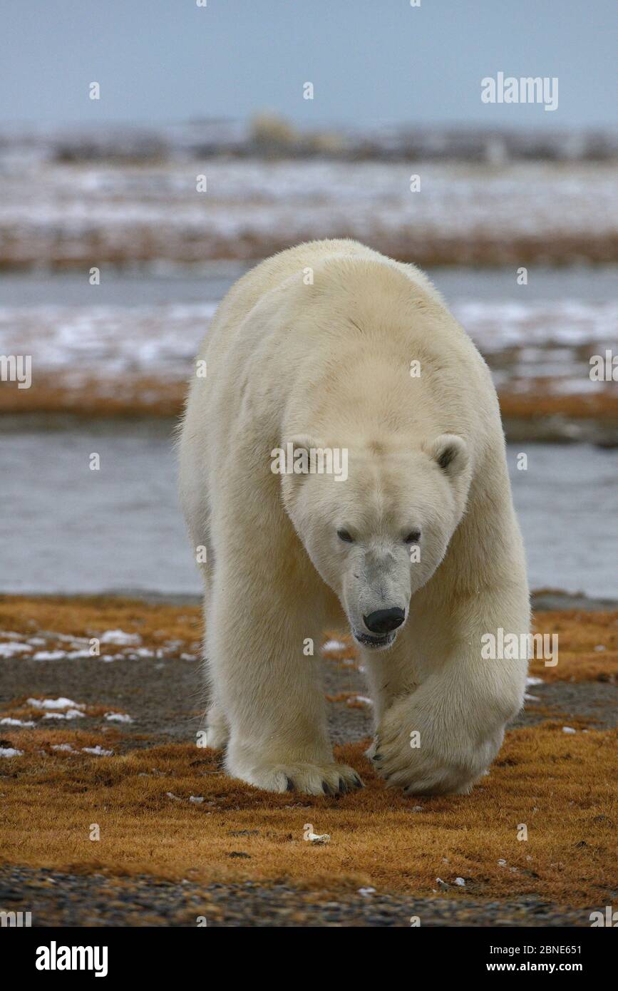Polar Bear (Ursus maritimus) adult walking on shore, Kaktovik, Alaska, USA, September. Stock Photo