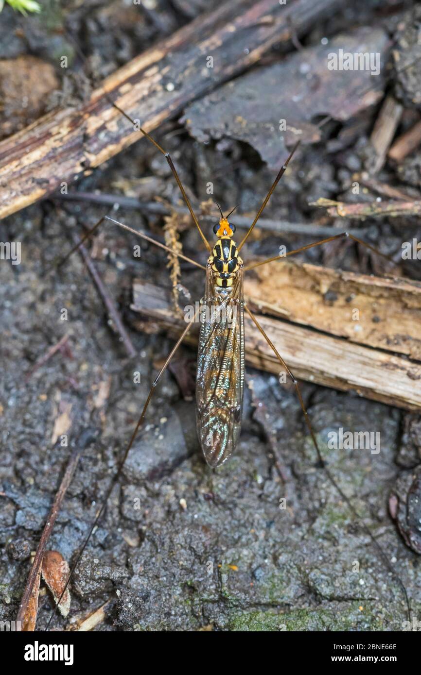 Spotted cranefly (Nephrotoma appendiculata)  warming up on a path, Brockley Cemetery, Lewisham, London, UK.  September Stock Photo