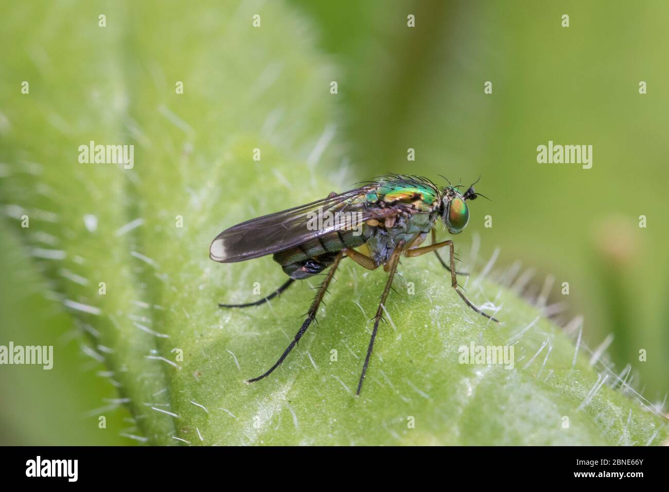 Male Long-legged fly (Poecilobothrus nobilitatus)  Sutcliffe Park Nature Reserve, London.  June Stock Photo