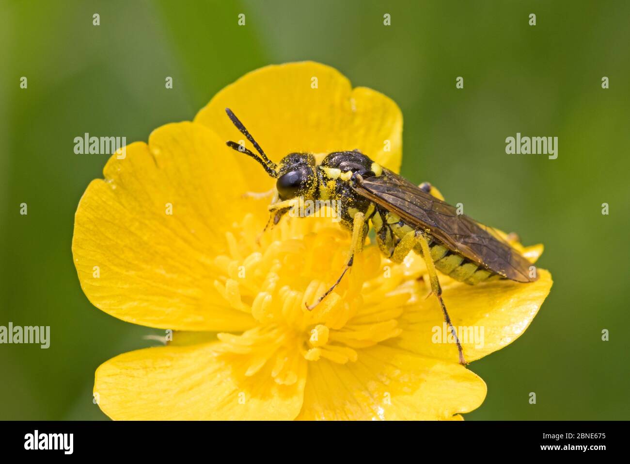 Sawfly  (Tenthredo arcuata) grooming on buttercup, Sutcliffe Park Nature Reserve, London.,  Eltham, London, UK.  May Stock Photo