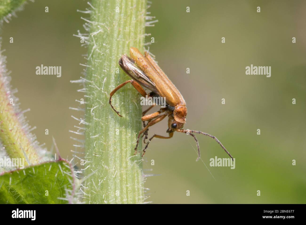Soldier Beetle (Cantharis livida)  Sutcliffe Park Nature Reserve, London., Eltham, London, UK.  June Stock Photo