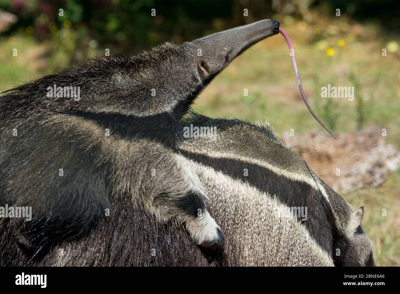 Giant anteater (Myrmecophaga tridactyla) baby sticking out tongue, on mother's back, captive, occurs in Central and South America. Vulnerable species. Stock Photo