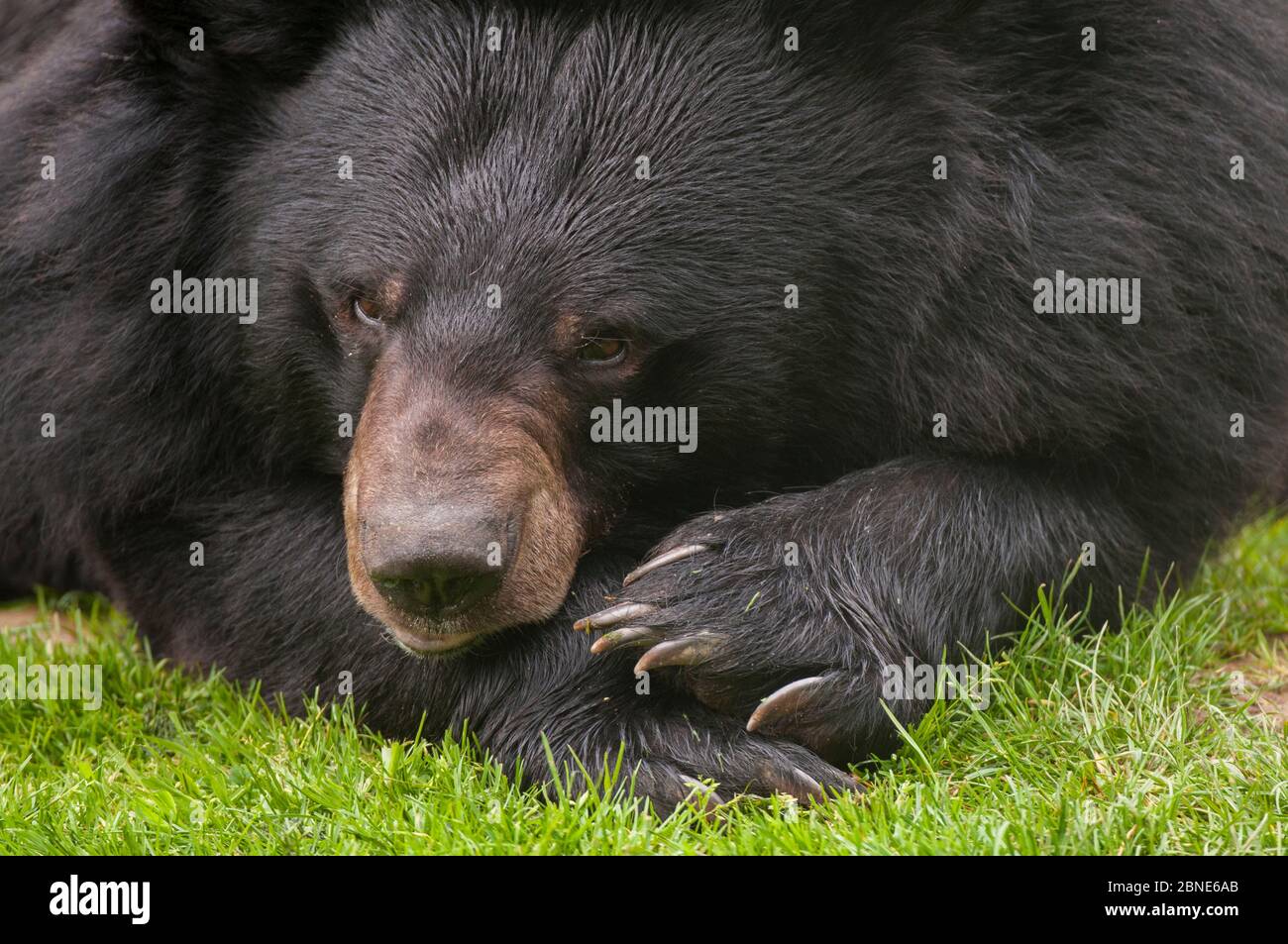 Asiatic black / Moon bear (Ursus thibetanus) resting, captive, occurs in the Himalayas. Vulnerable species. Stock Photo
