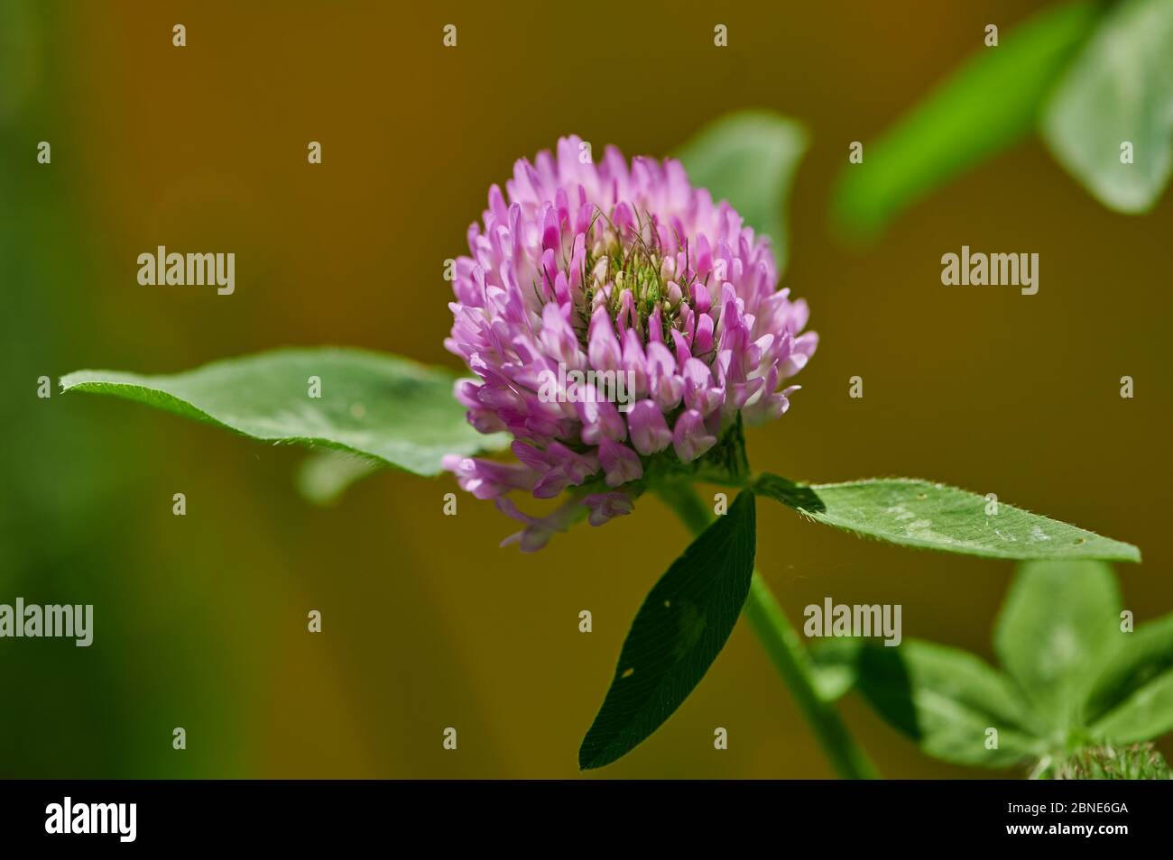 macro of blooming clover with pink blossom in the sunshine Stock Photo