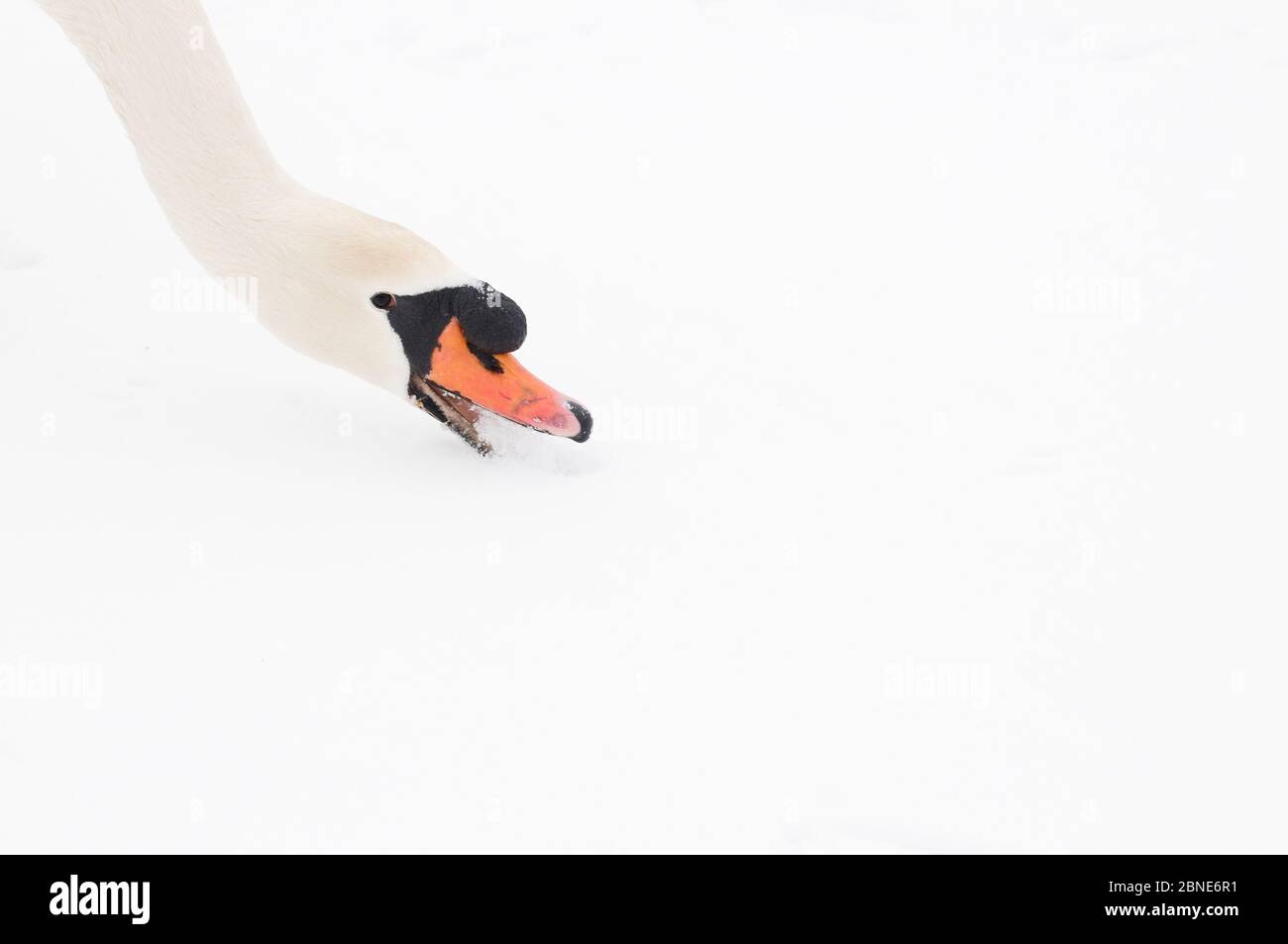 Mute swan (Cygnus olor) feeding on snow, Hazerswoude, The Netherlands, February. Stock Photo