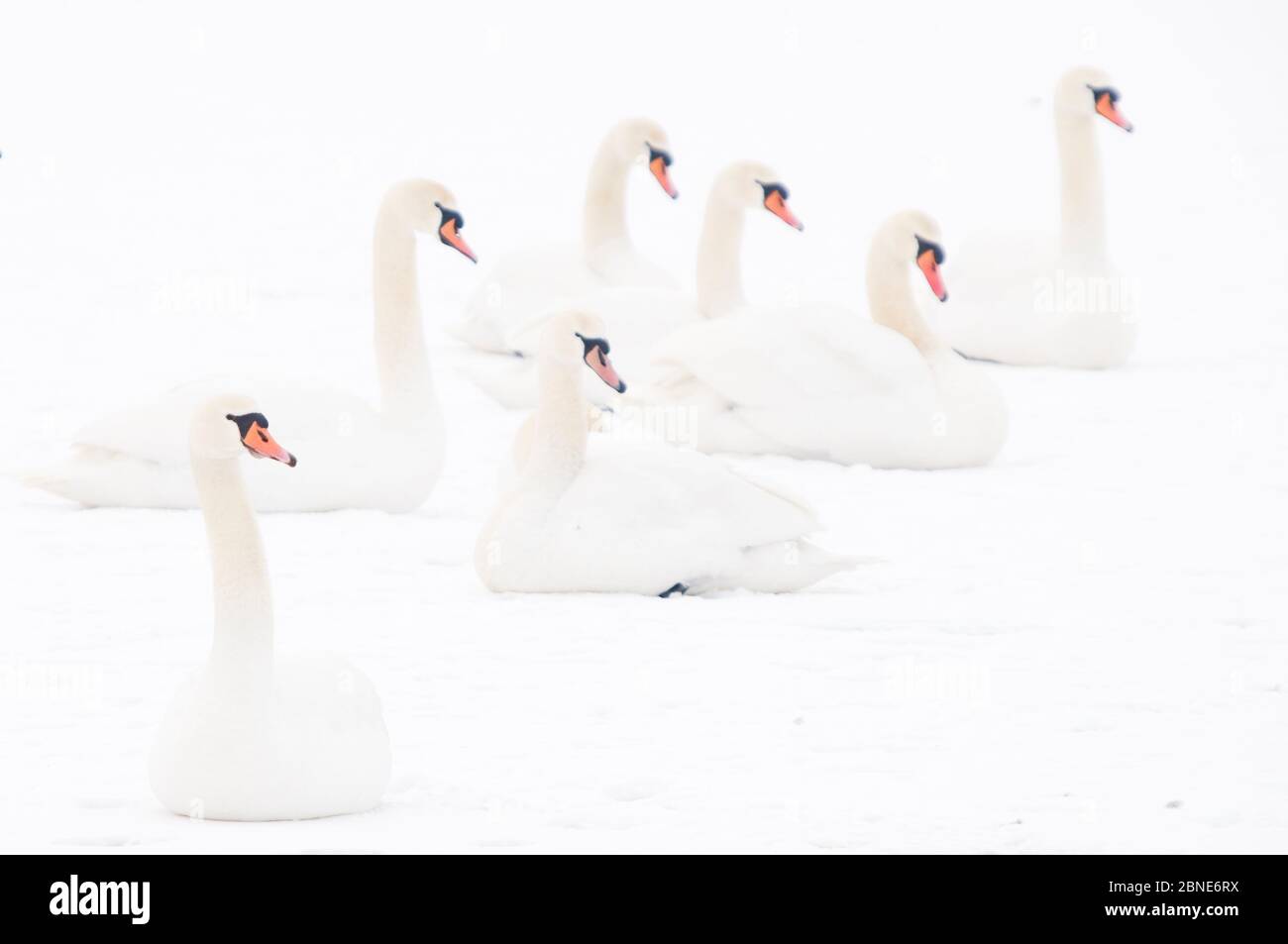 Seven Mute swans (Cygnus olor) sitting on snow, Hazerswoude, The Netherlands, February. Stock Photo