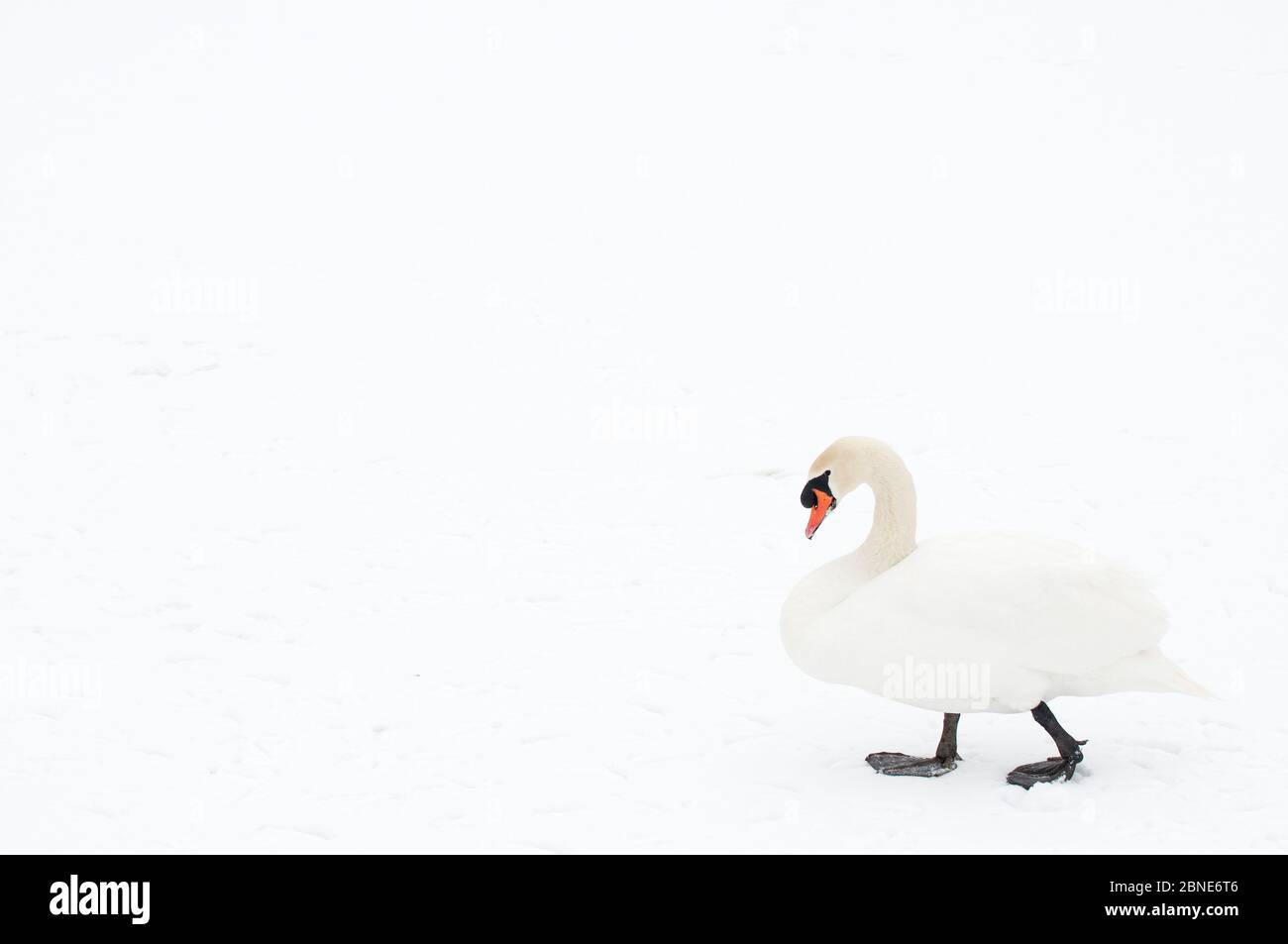 Mute swan (Cygnus olor) walking on snow, Hazerswoude, The Netherlands, February. Stock Photo