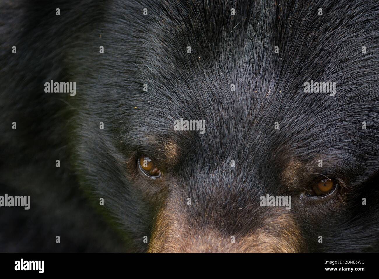 Asiatic black bear / Moon bear (Ursus thibetanus) close up of face ...