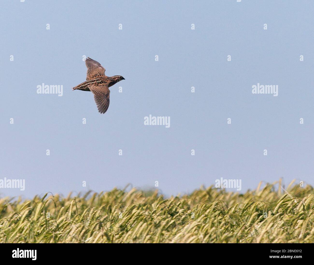 Quail flying hi-res stock photography and images - Alamy