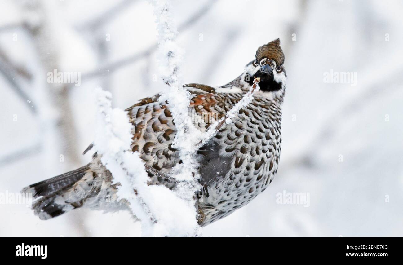 Male Hazel grouse (Tetrastes / Bonasa bonasia) perched on branch, Kuusamo, Finland, January. Stock Photo