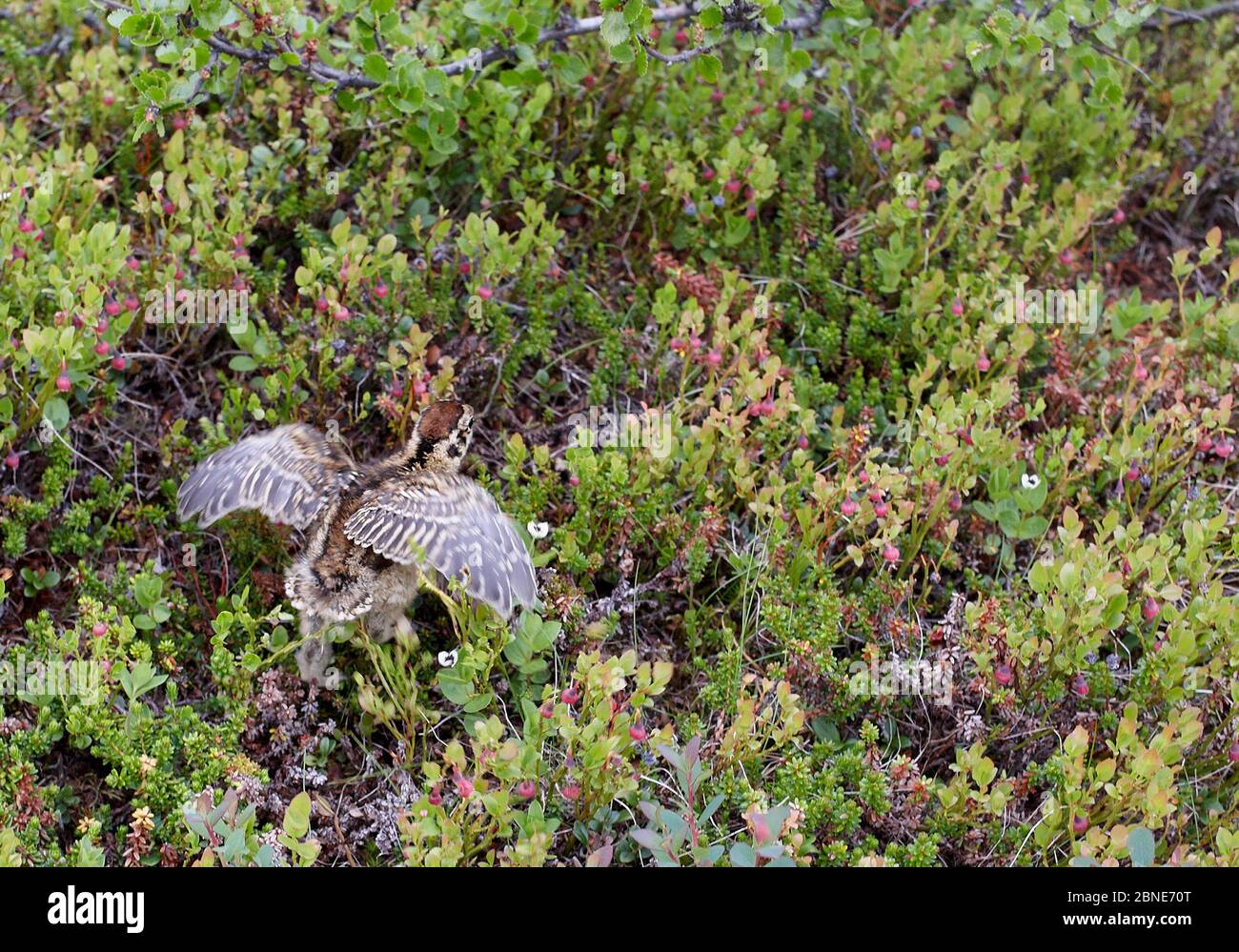 Willow grouse / Ptarmigan chick (Lagopus lagopus) running through vegetation, Utsjoki, Finland, July. Stock Photo