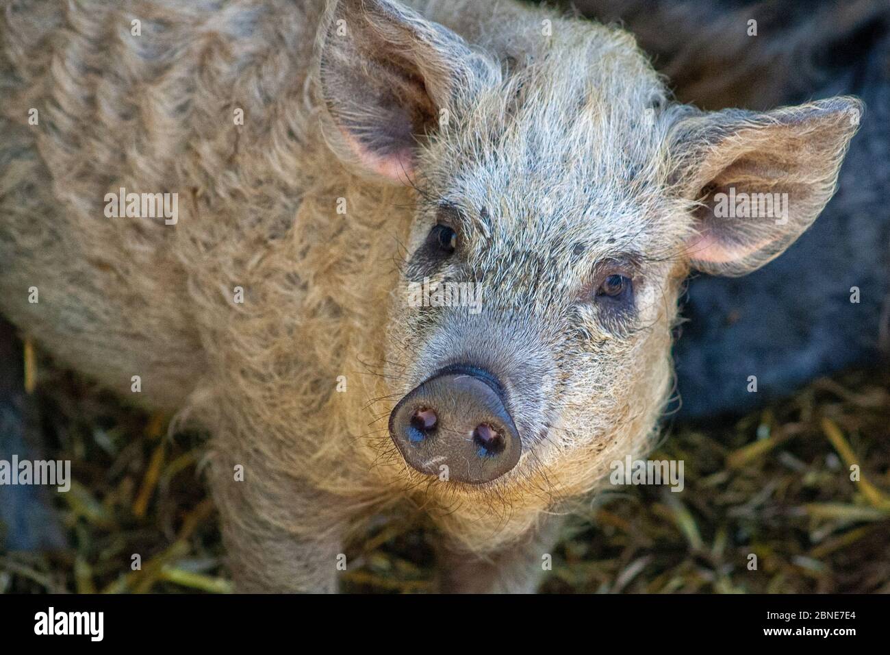 The head of a young woolen pig Stock Photo