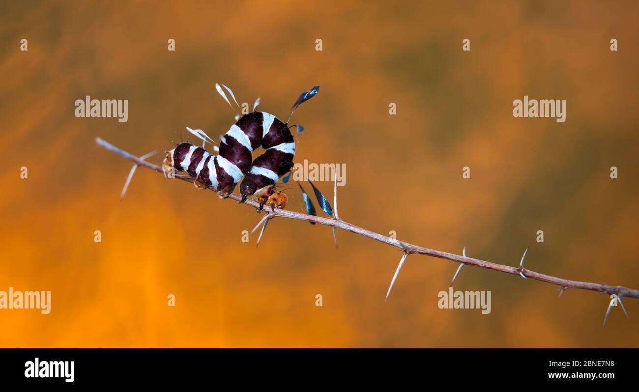 Dice moth caterpillar (Rhanidophora ridens), Sabi Sands Game Reserve, South Africa Stock Photo