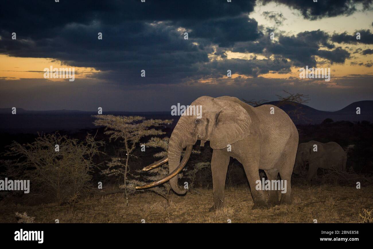 African elephant (Loxodonta africana) bull 'One Ton' with massive tusks at dusk, with another behind. Chyulu Hills, Kenya. Stock Photo