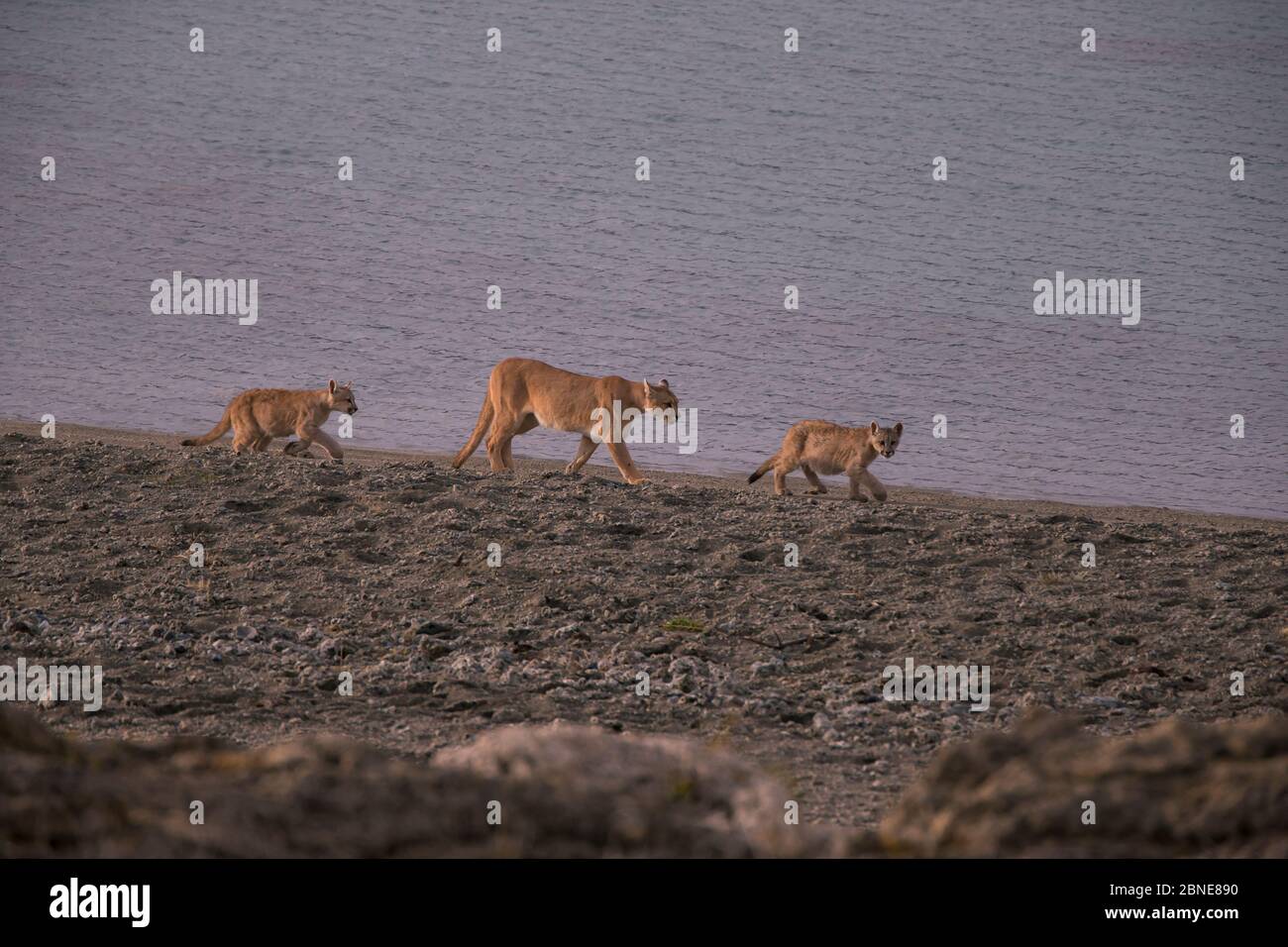 Puma (Puma concolor) female with two six month cubs, Chile. Stock Photo