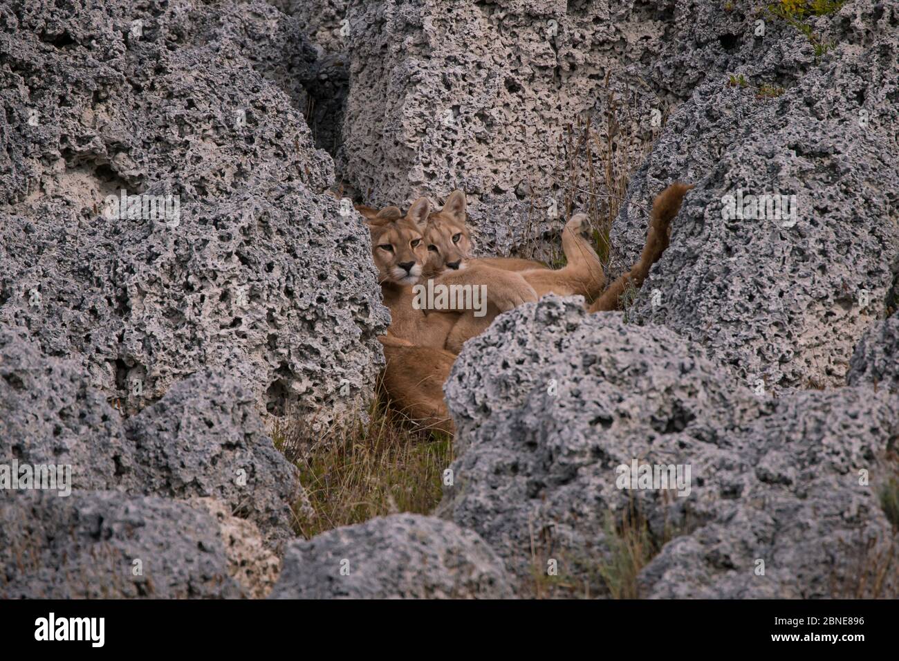 Puma (Puma concolor) family of juveniles resting together in crevice of rocks, Chile. Stock Photo