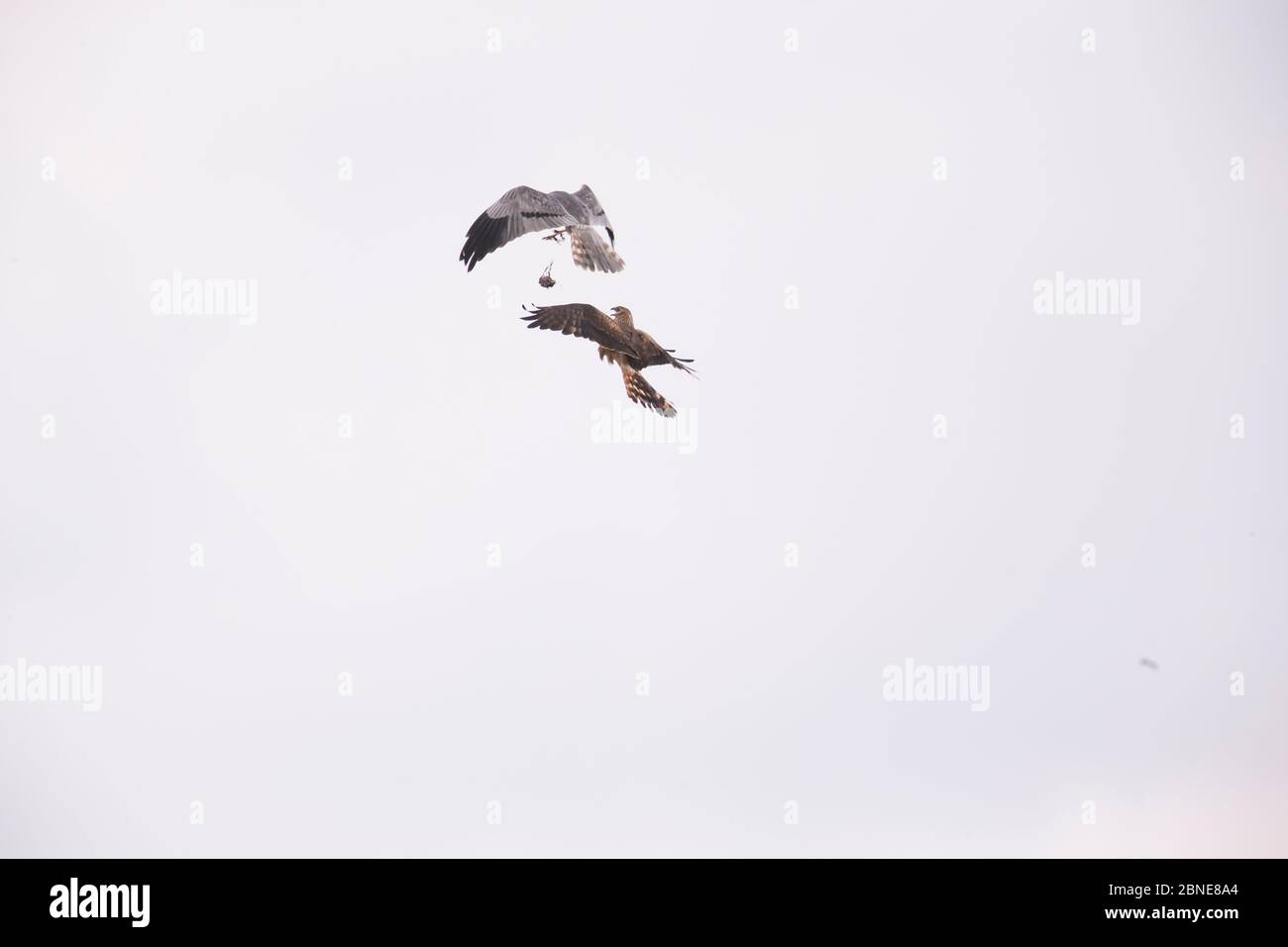 Montagu's harrier (Circus pygargus) male passing food mid-air to female to feed to chicks, Germany. July. Prey visible Stock Photo