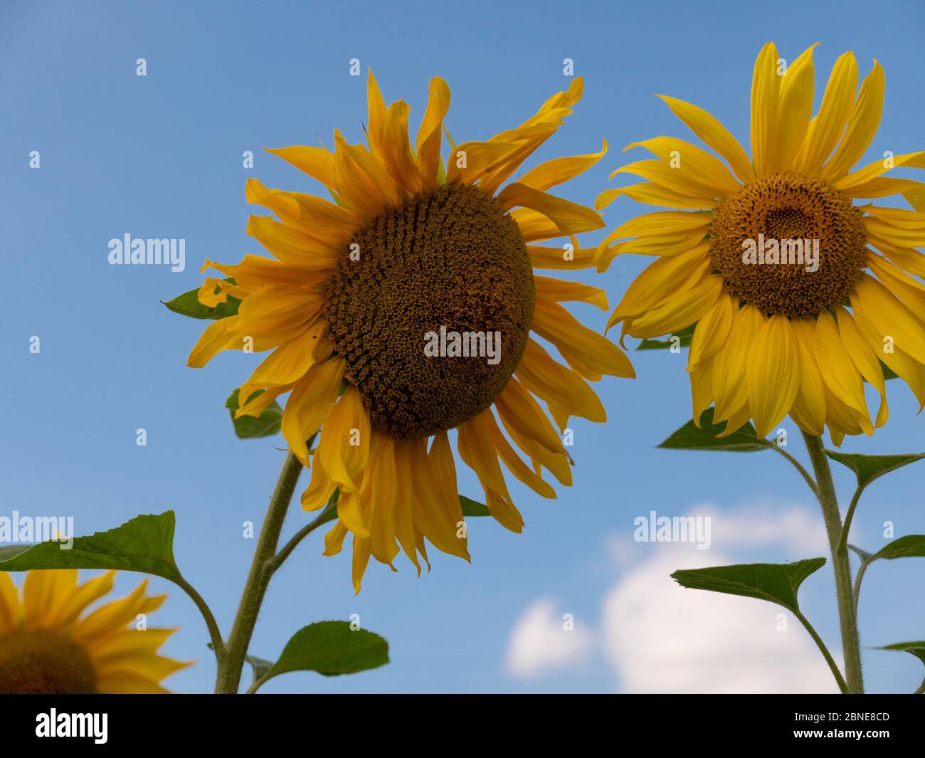Field of blossoming sunflowers against the blue sky Stock Photo - Alamy