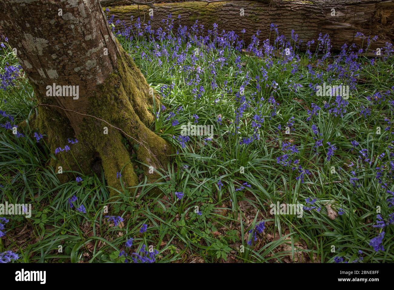 Common bluebells (Hyacinthoides non-scripta) Compiegne forest, France, April. Stock Photo