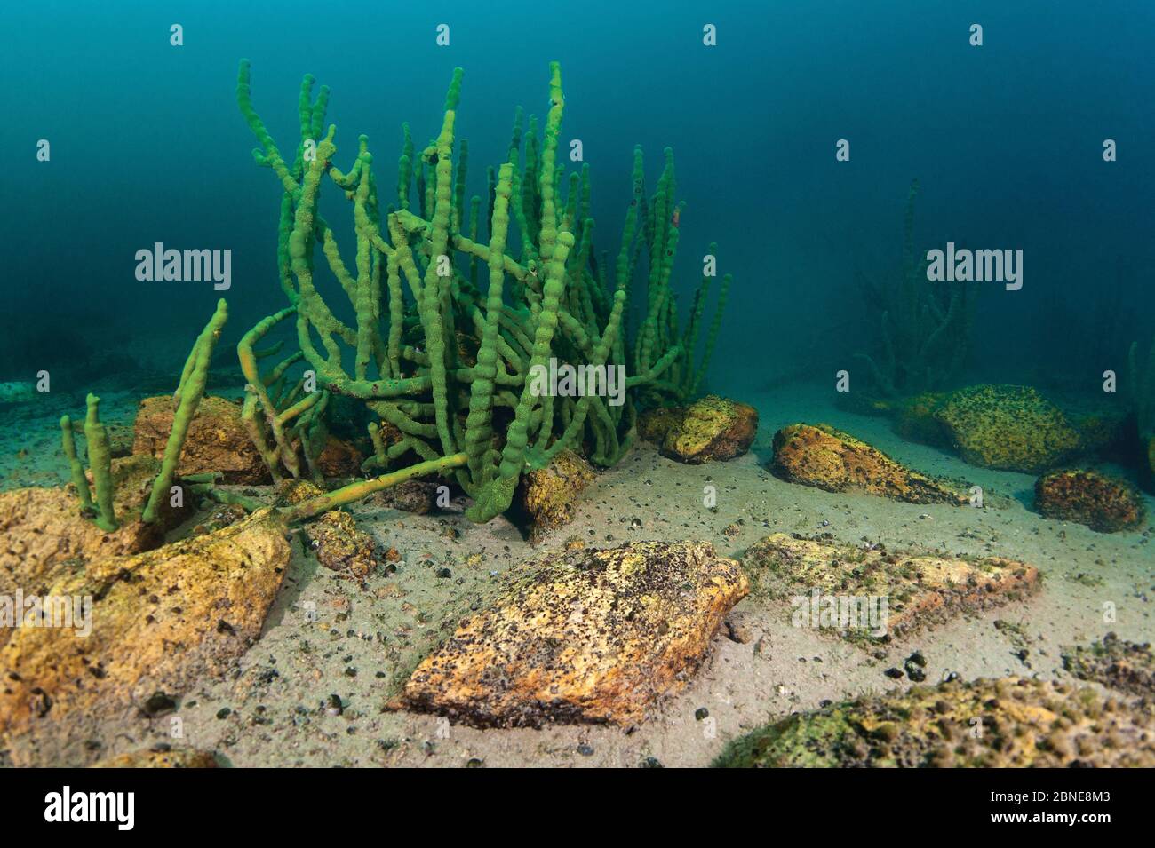 Freshwater sponge hires stock photography and images Alamy