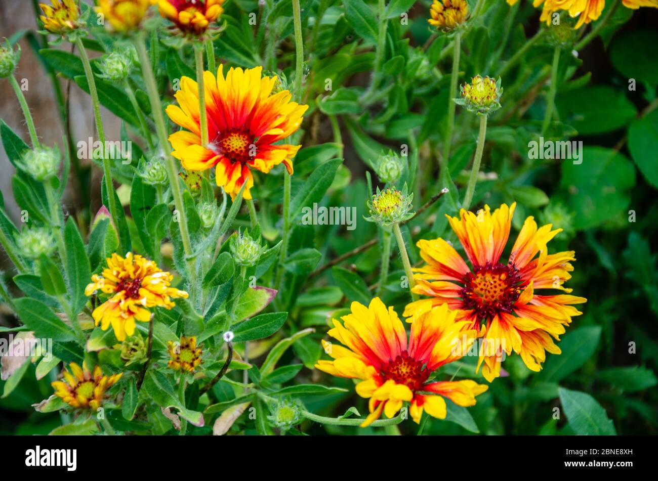 Guillardia flowers in a residential garden. Stock Photo