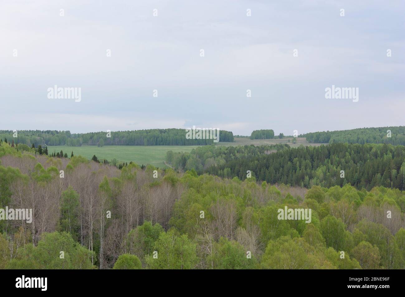 Spring forest landscape with birches against a blue sky with clouds ...
