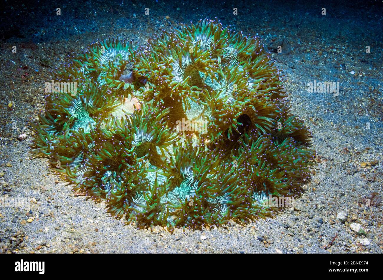 Elegance coral (Catalaphyllia jardinei)   Lembeh, Sulawesi, Indonesia. Stock Photo