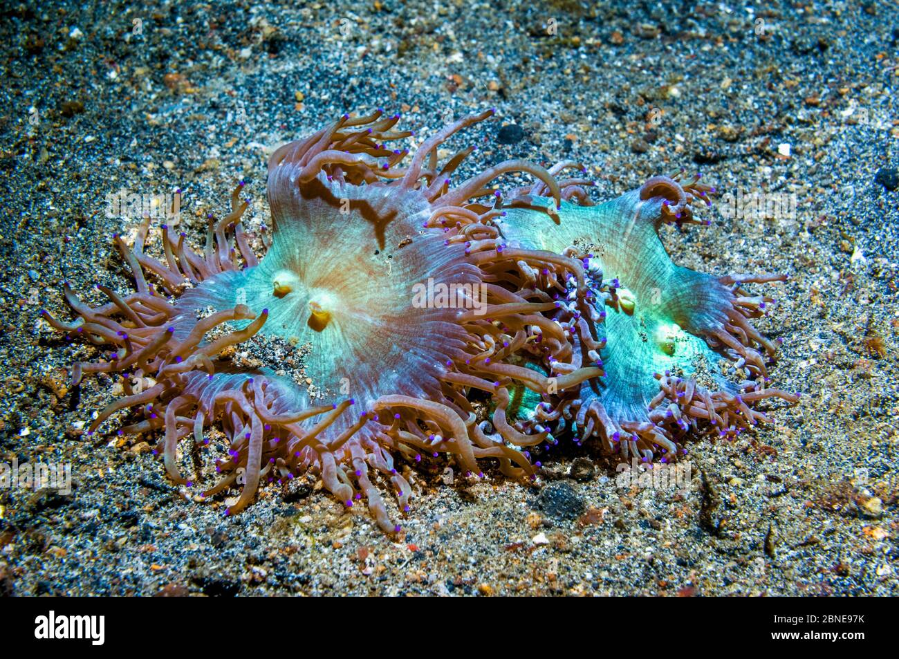 Elegance coral (Catalaphyllia jardinei) Lembeh, Sulawesi, Indonesia. Stock Photo