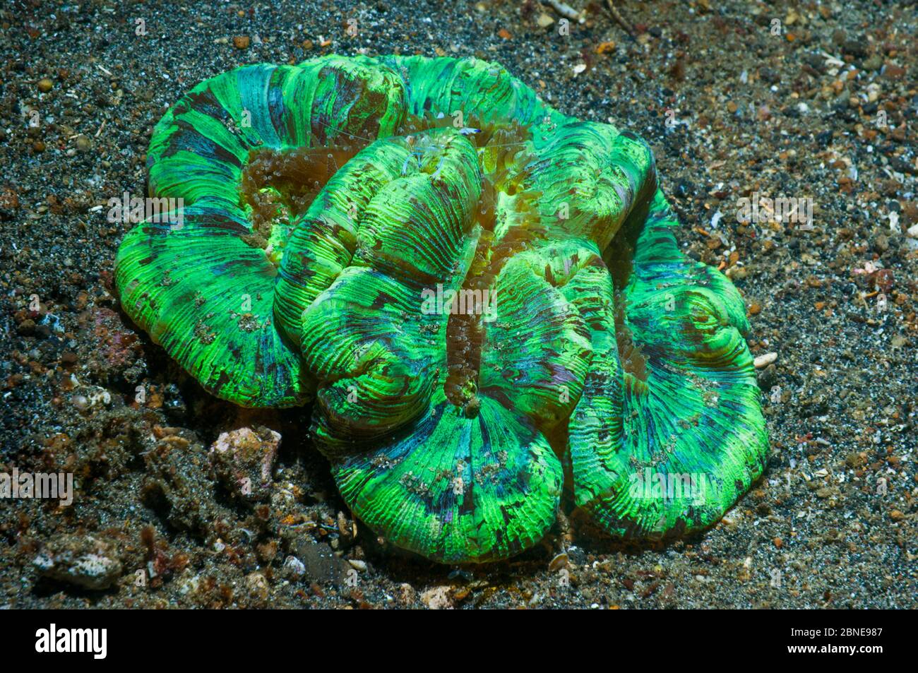 Open / Folded brain coral (Trachyphyllia geoffroyi)  The vivid colours are caused by zooxanthellae.  Lembeh Strait, Sulawesi, Indonesia. Stock Photo