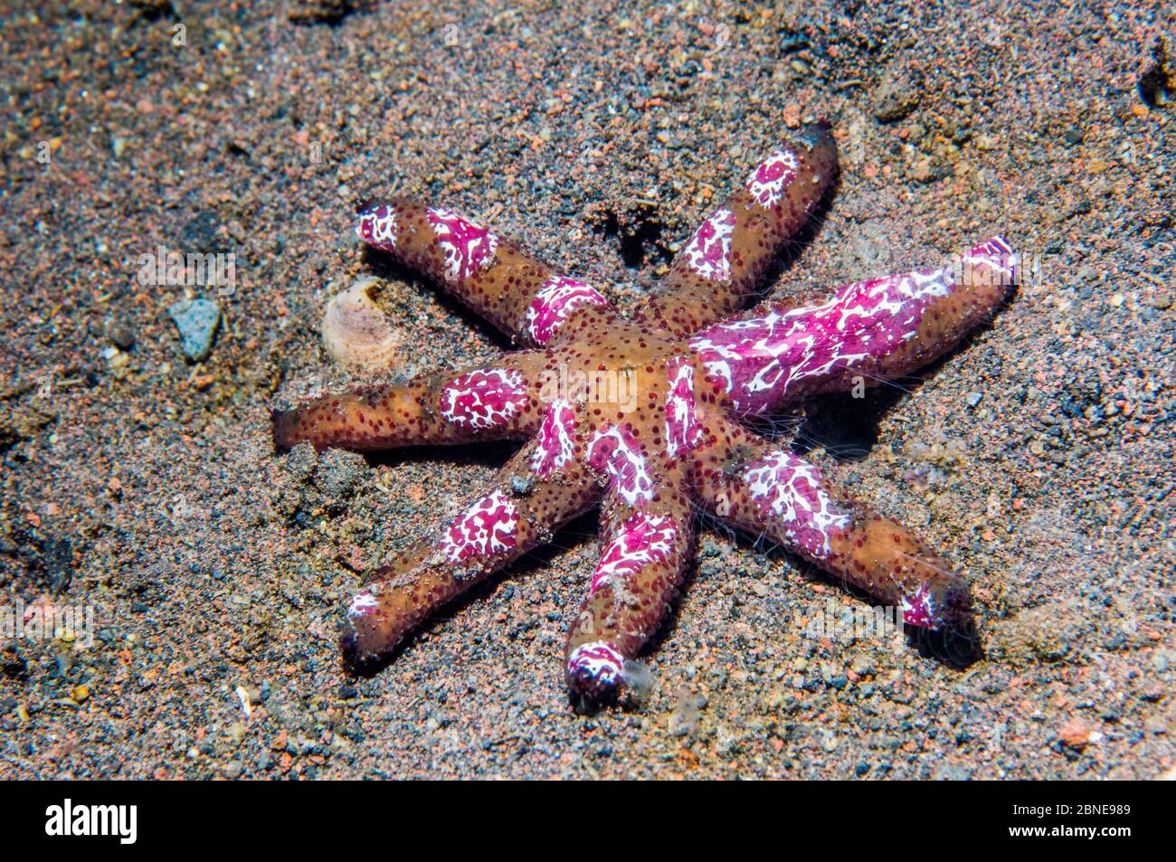 Starfish comb jelly (Coeloplana astericola) on arms of a Luzon / orange starfish (Echinaster luzonicus)  Indonesia. Stock Photo